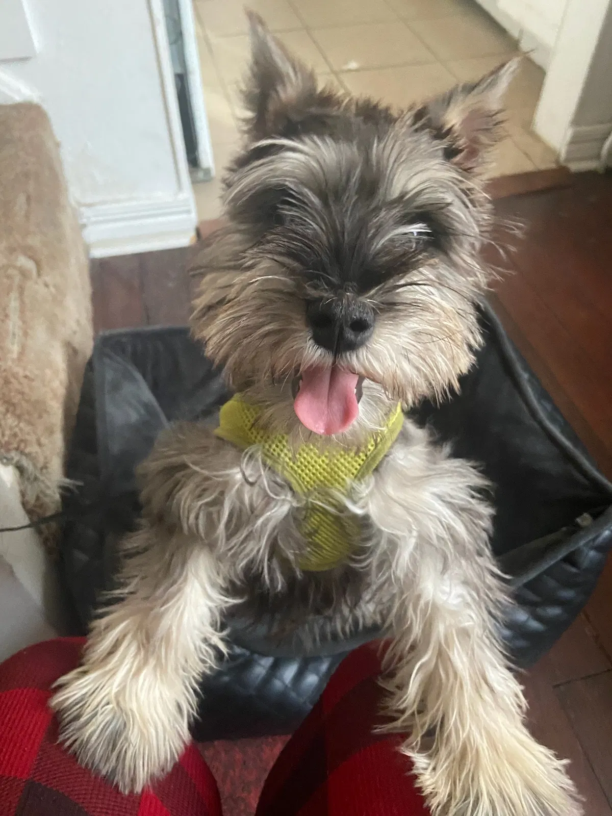 Lost dog in Wichita, KS, 67211