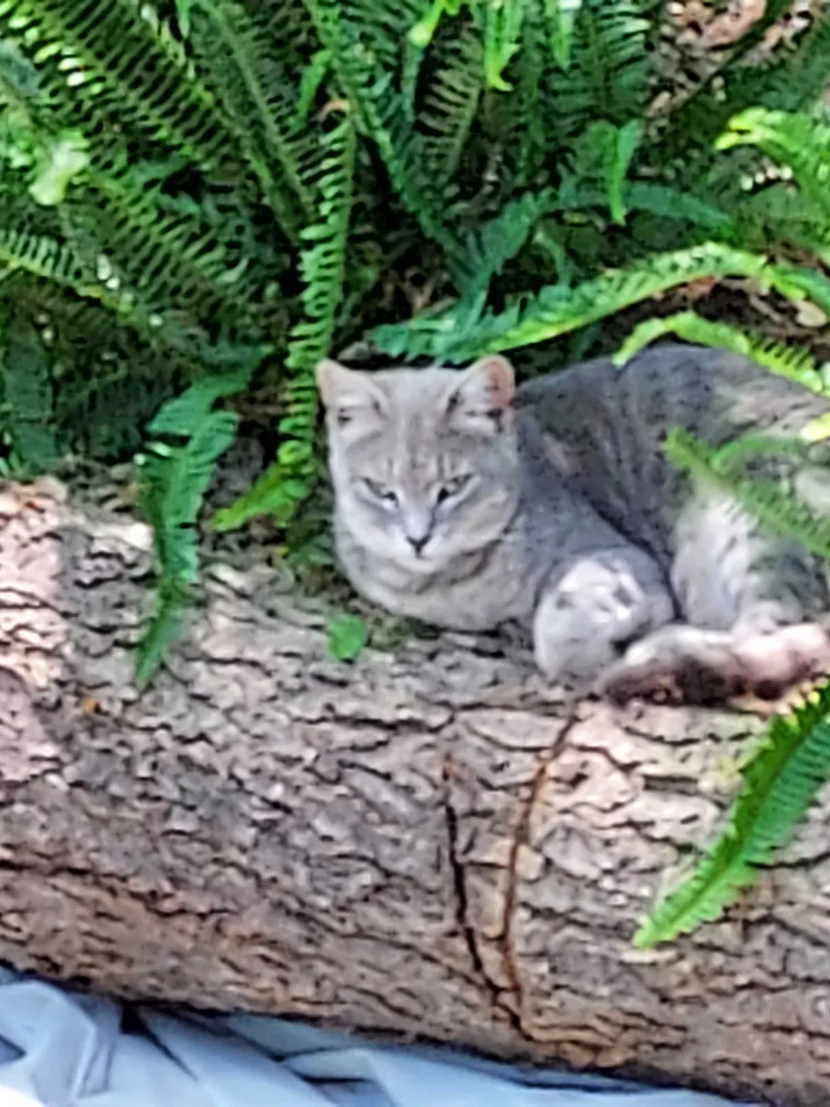 Lost cat in Eden, NC, 27288