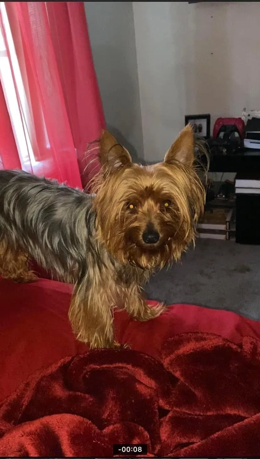 Lost dog in El Paso, TX, 79924