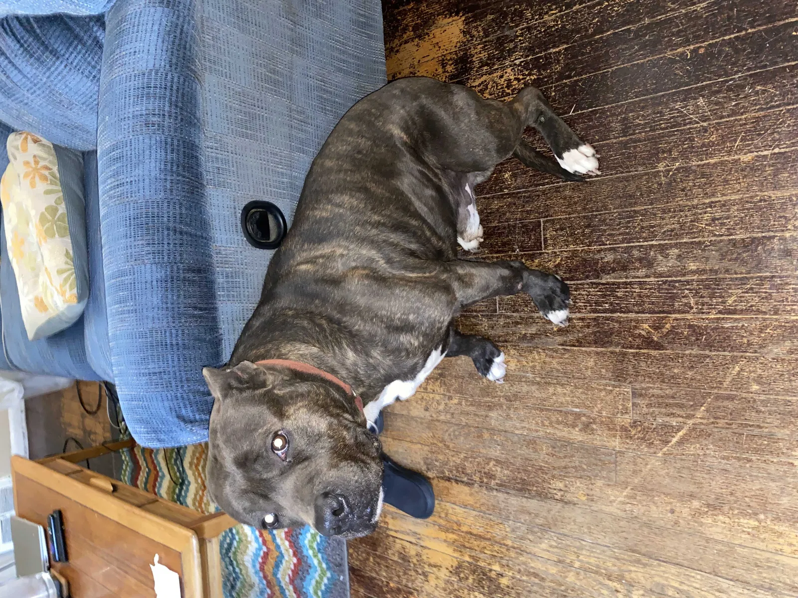 Lost dog in Detroit, MI, 48234