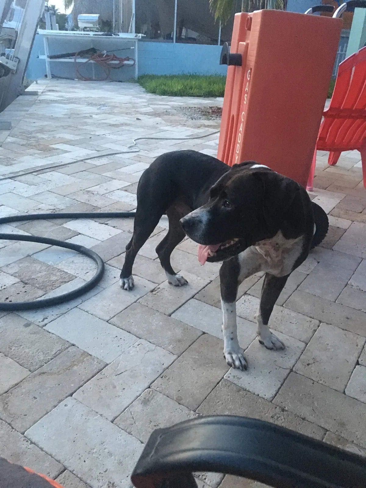 Lost dog in Homestead, FL, 33034
