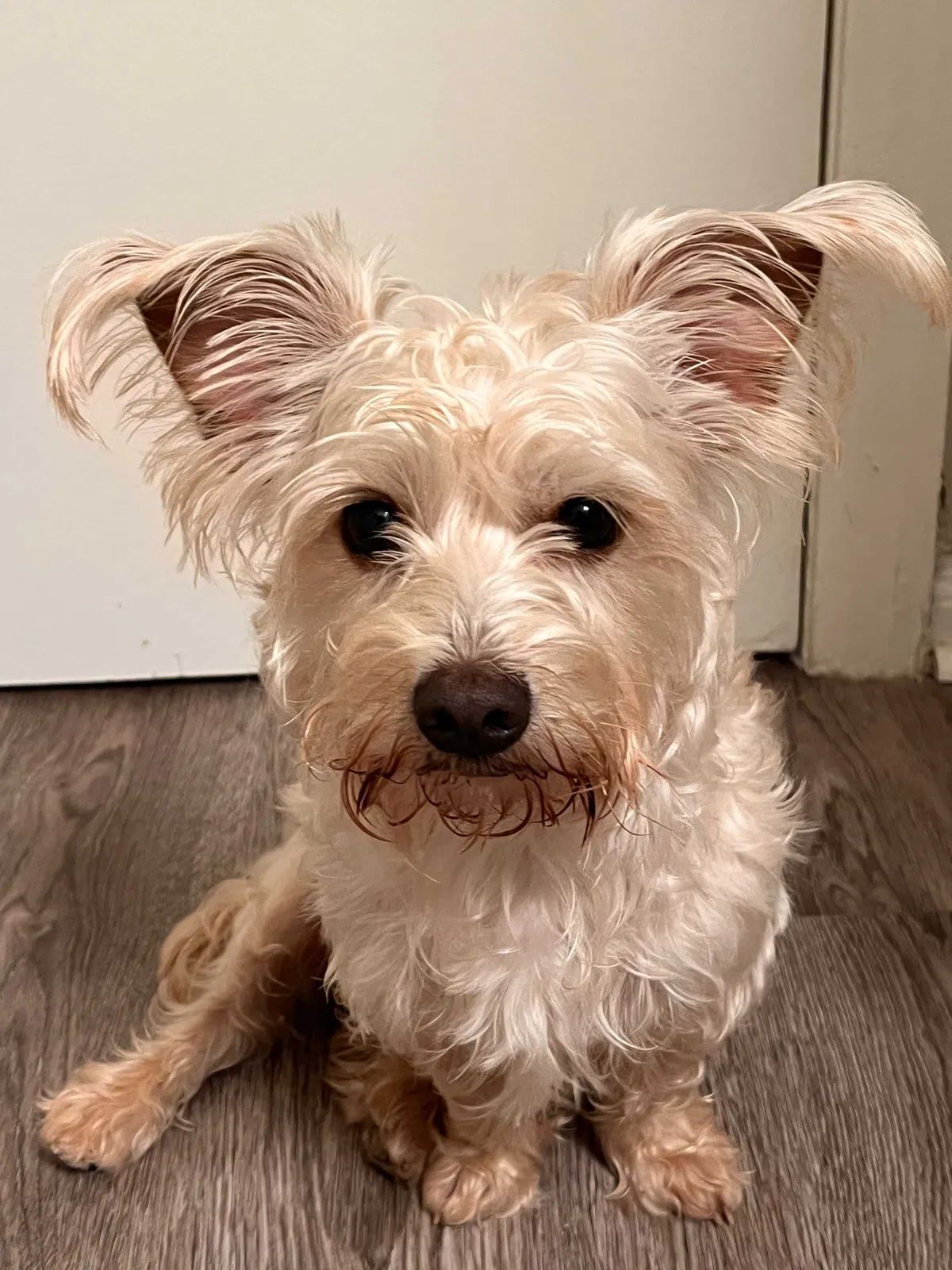Lost dog in Houston, TX, 77034