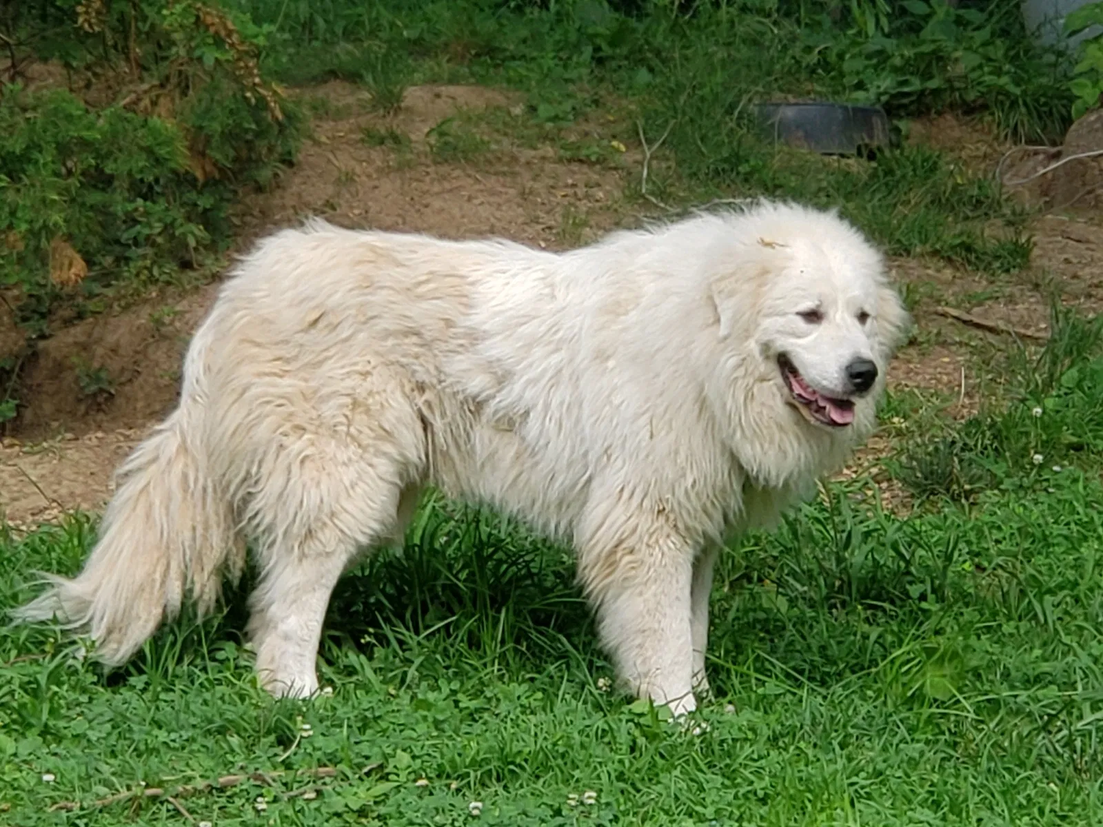Lost dog in Cape Fair, MO, 65624