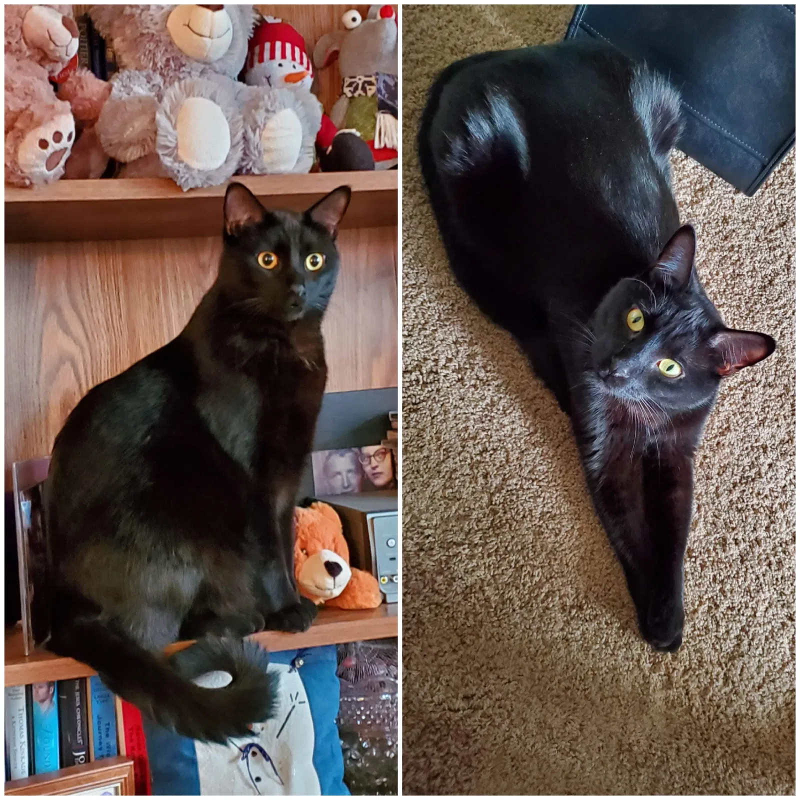 Lost cat in Saint Paul, MN, 55125