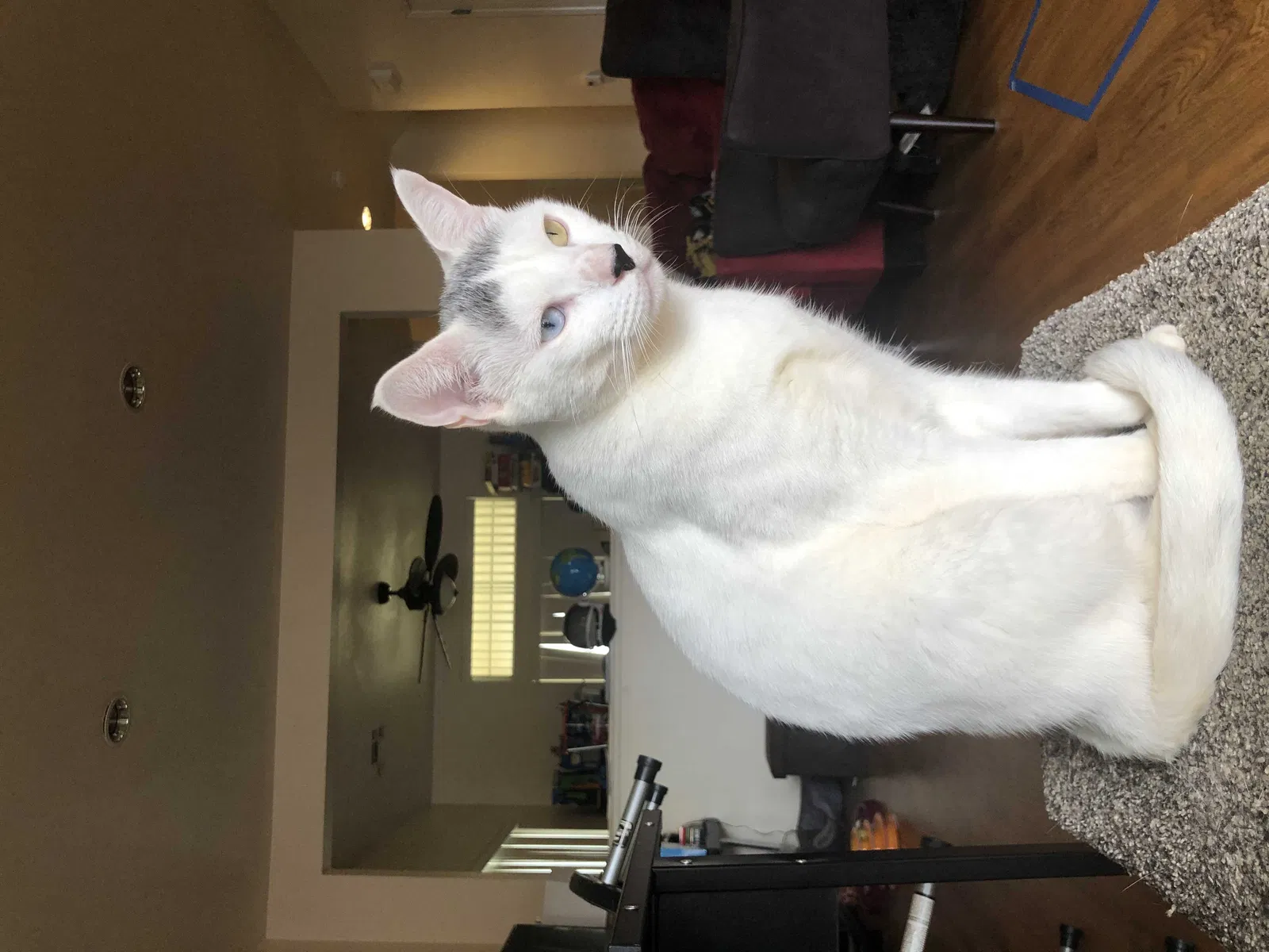 Lost cat in Lackland A F B, TX, 78236