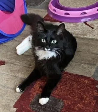 Lost cat in Houston, TX, 77070