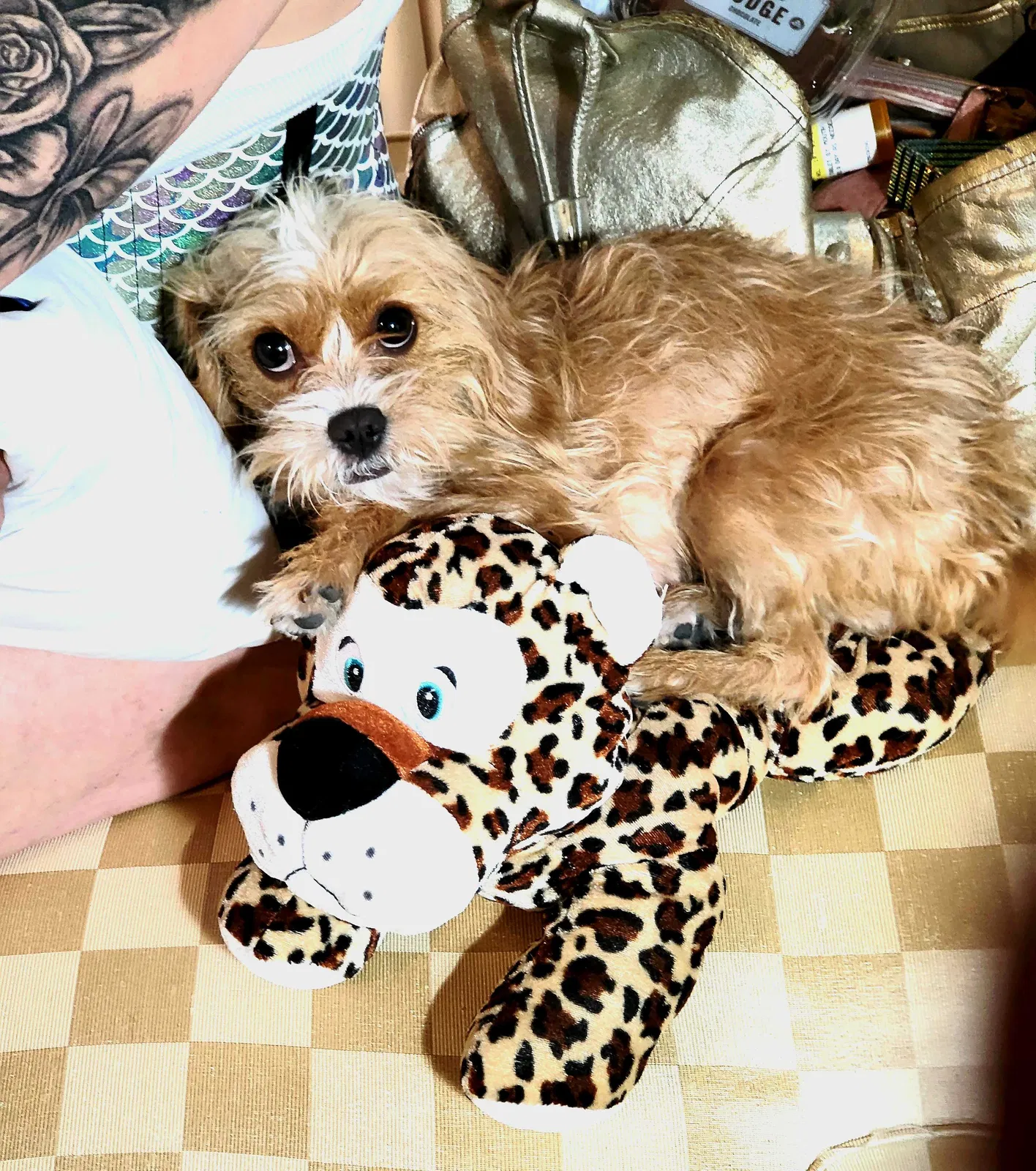 Lost dog in Phoenix, AZ, 85032