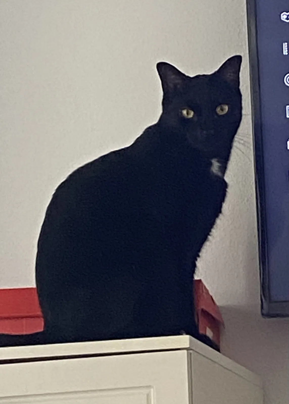 Lost cat in Malvern, PA, 19355