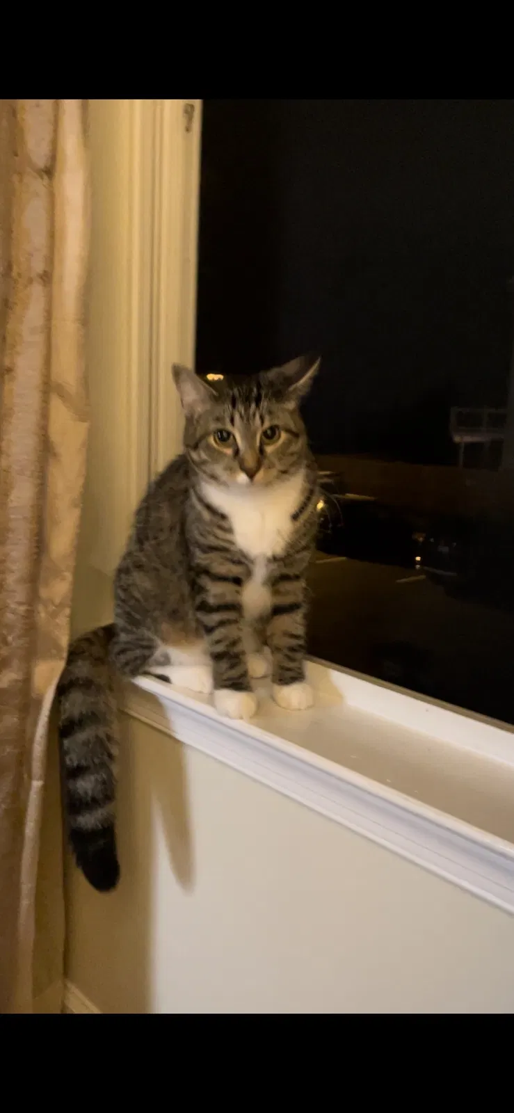 Lost cat in Chantilly, VA, 20152