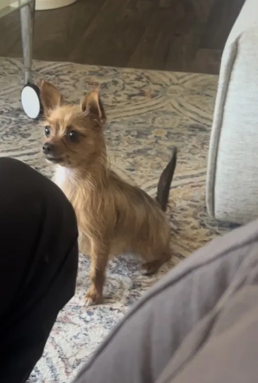 Lost dog in Era, TX, 76238