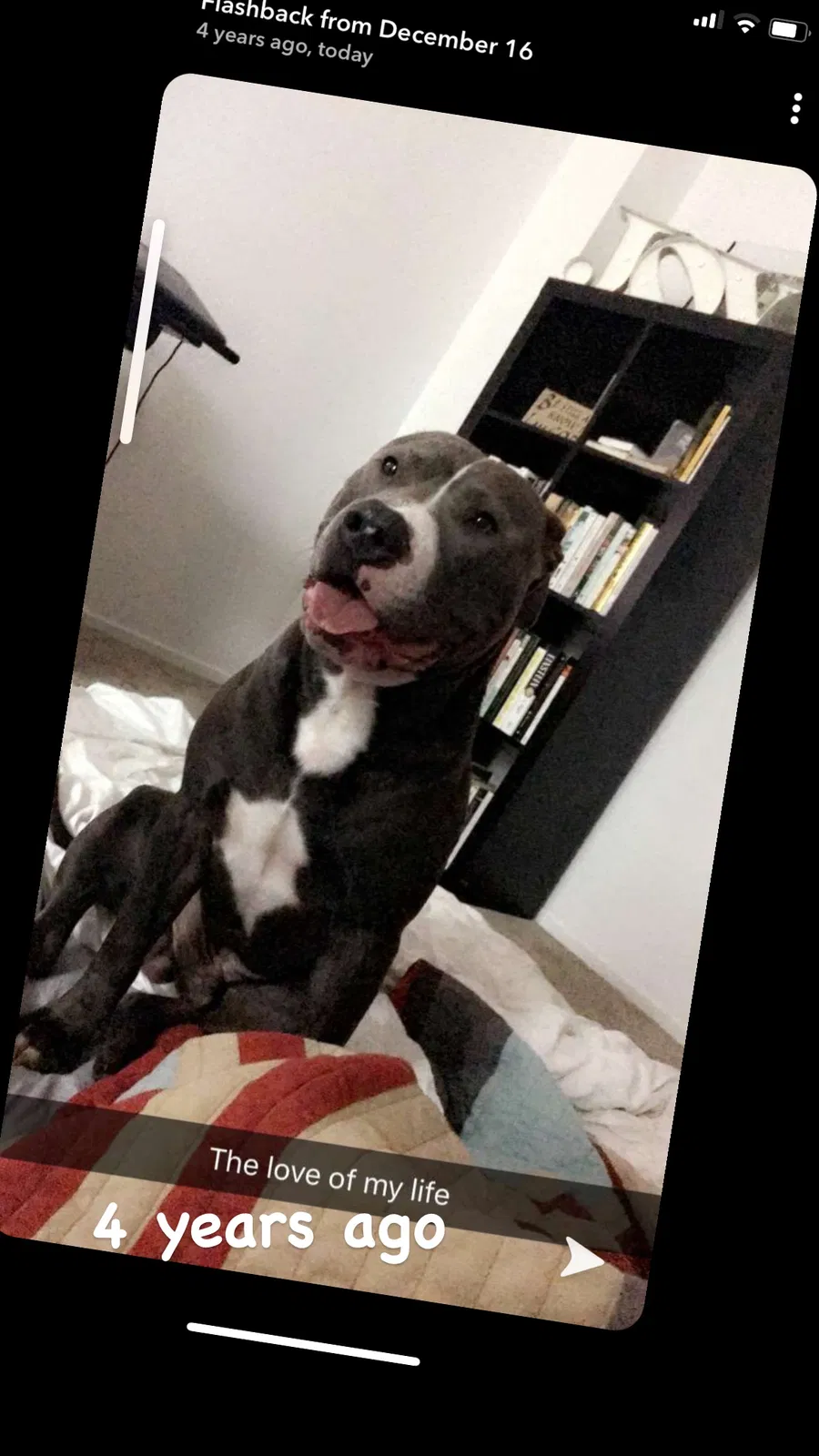 Lost dog in Fresno, CA, 93704