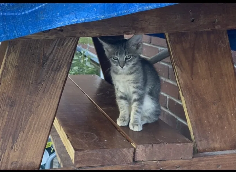 Lost cat in Nashville, TN, 37204