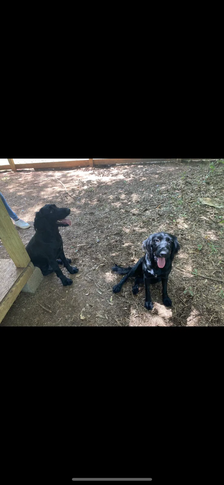 Lost dog in Statham, GA, 30666