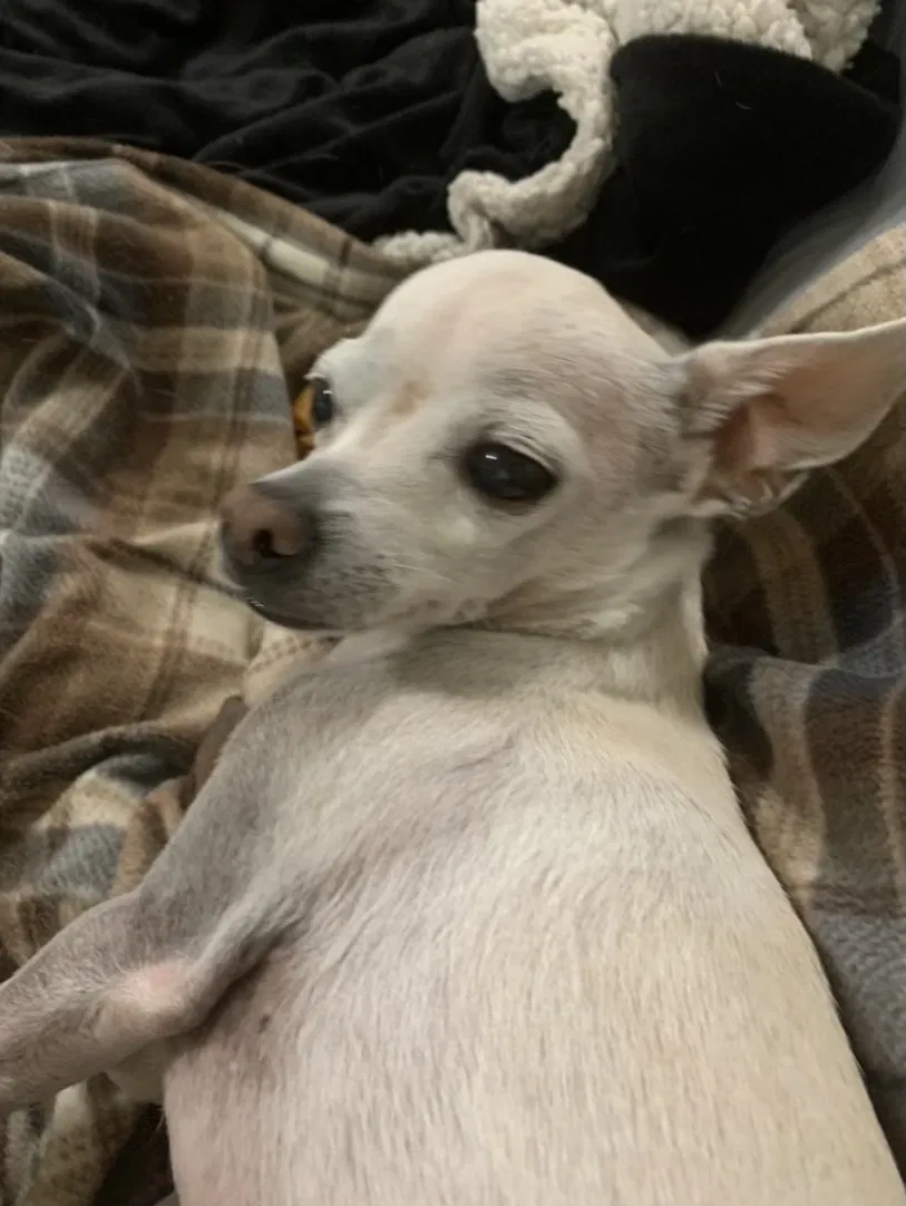 Lost dog in Howe, TX, 75459