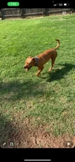 Lost dog in Wichita, KS, 67211