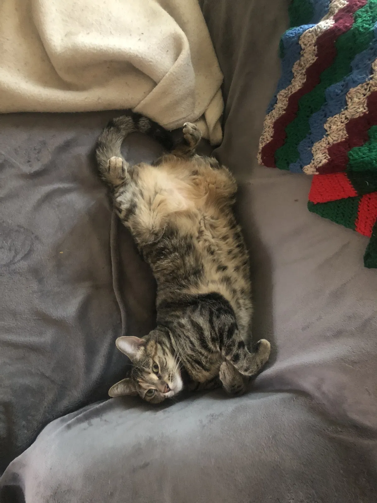 Lost cat in Stanton, CA, 90680