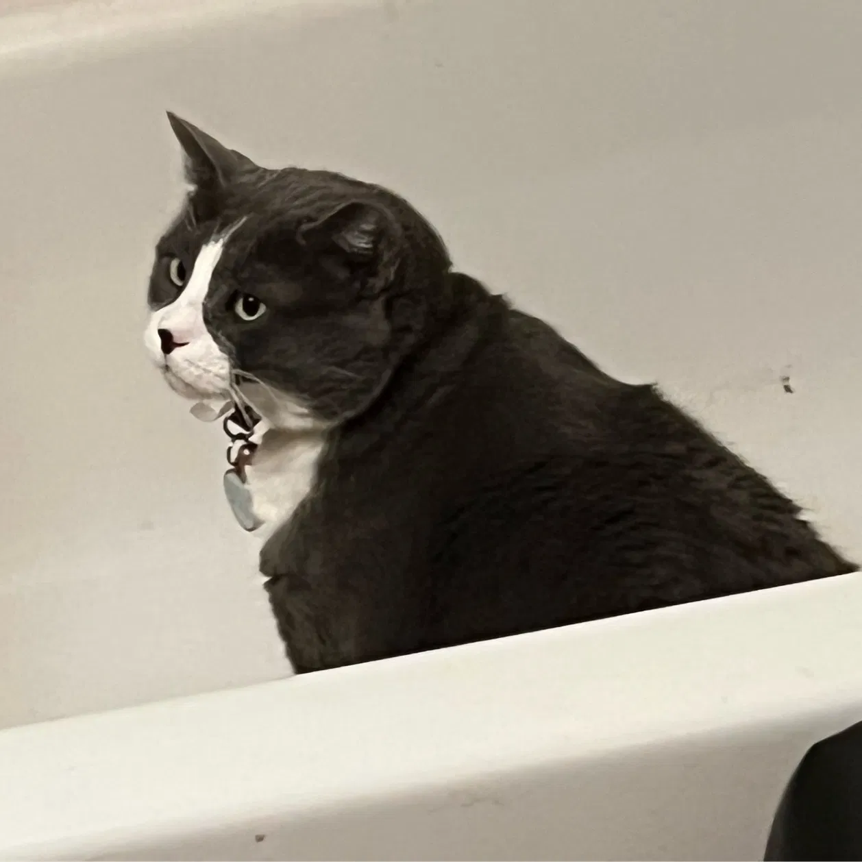 Lost cat in San Antonio, TX, 78245