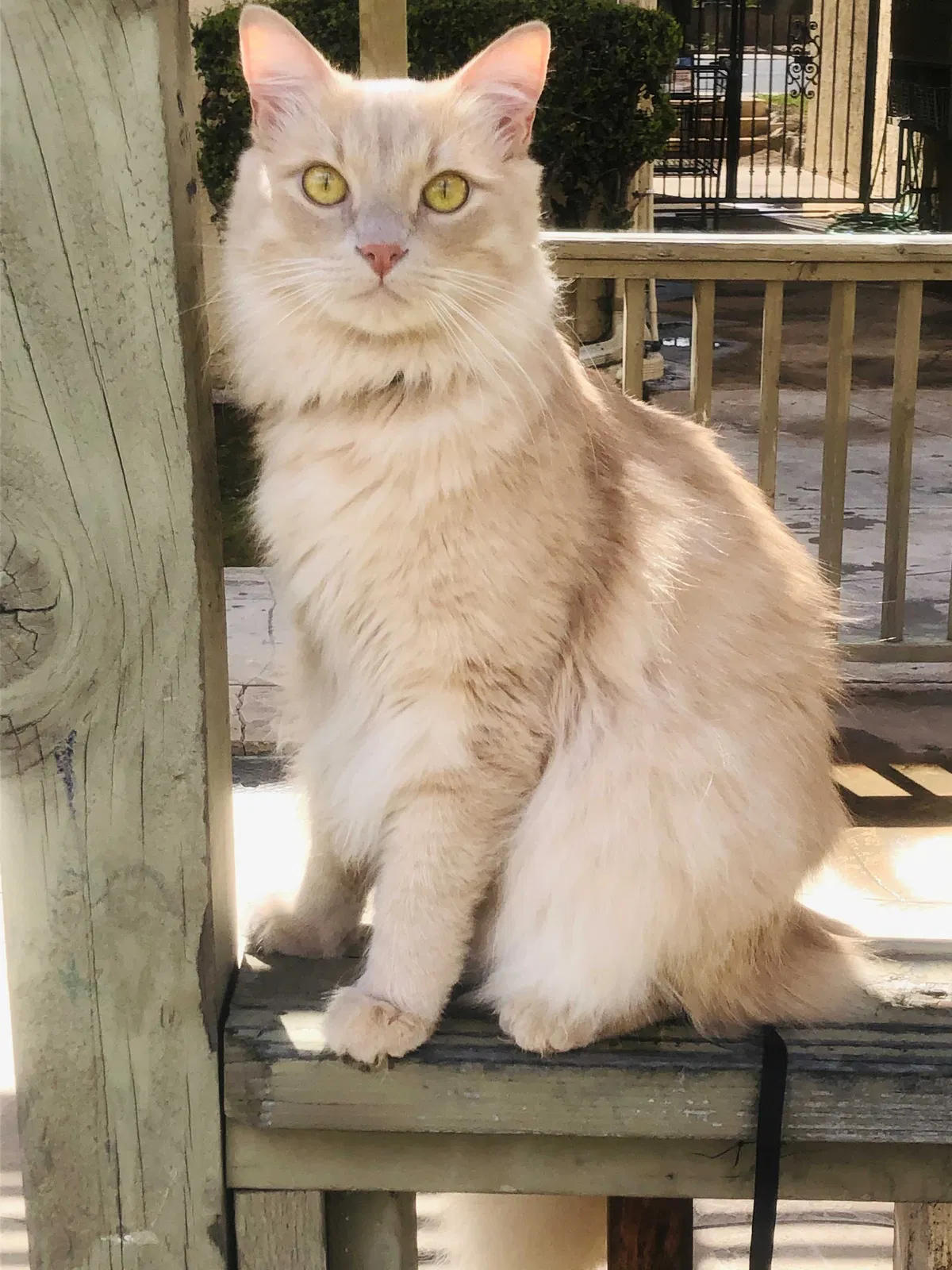 Lost cat in San Diego, CA, 92131