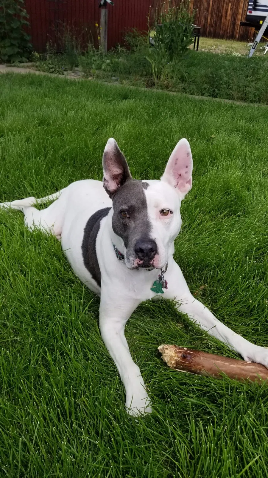 Lost dog in Longmont, CO, 80504