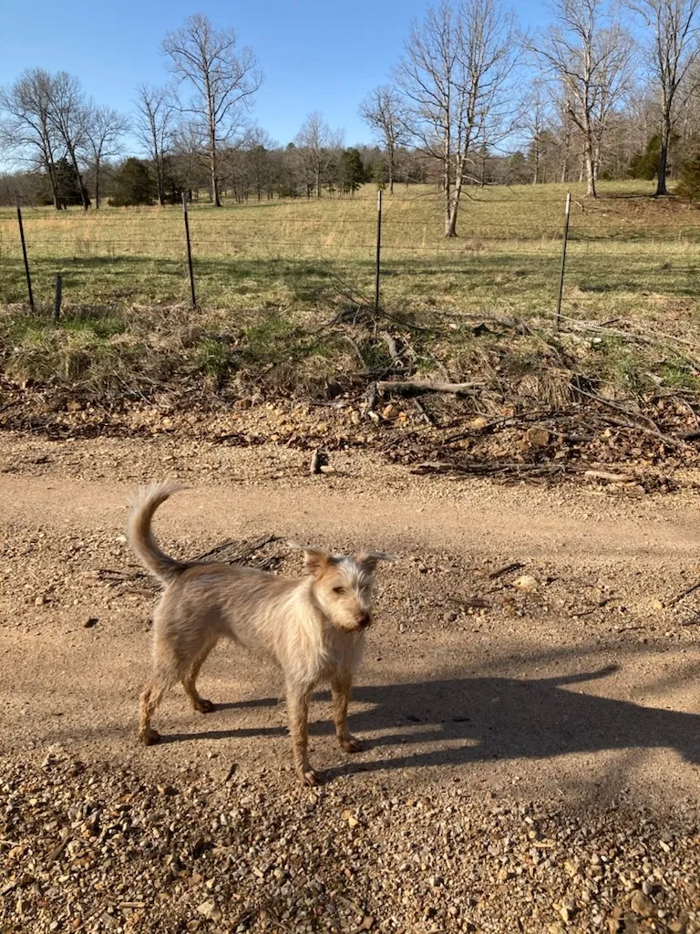 Lost dog in Poplar Bluff, MO, 63901