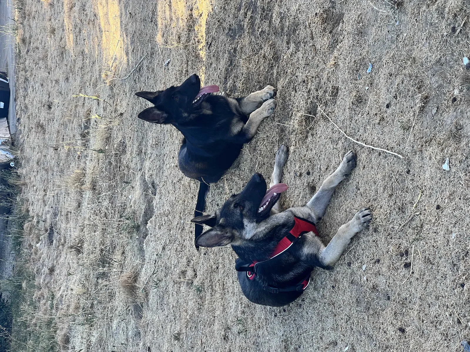 Lost dog in Rosamond, CA, 93560