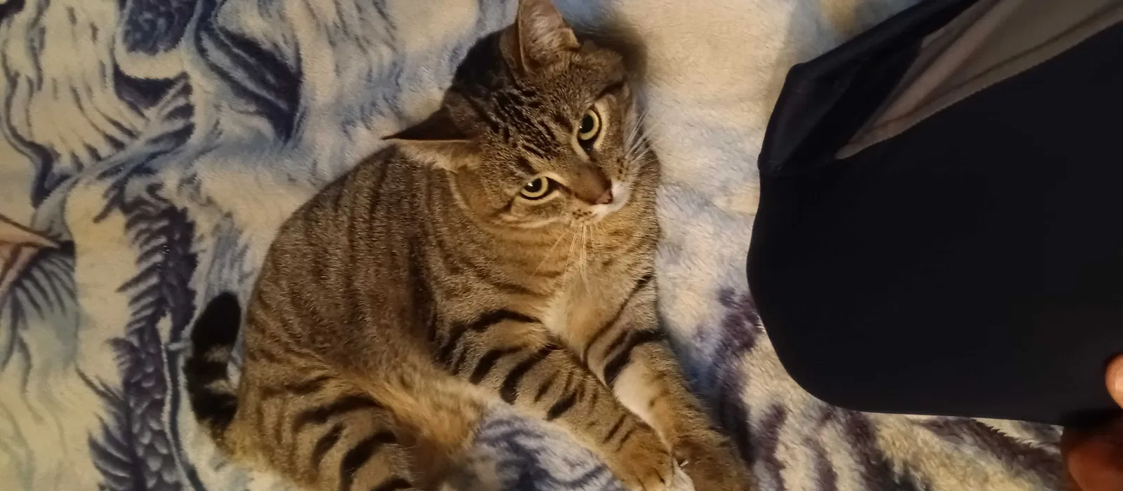 Lost cat in San Diego, CA, 92115