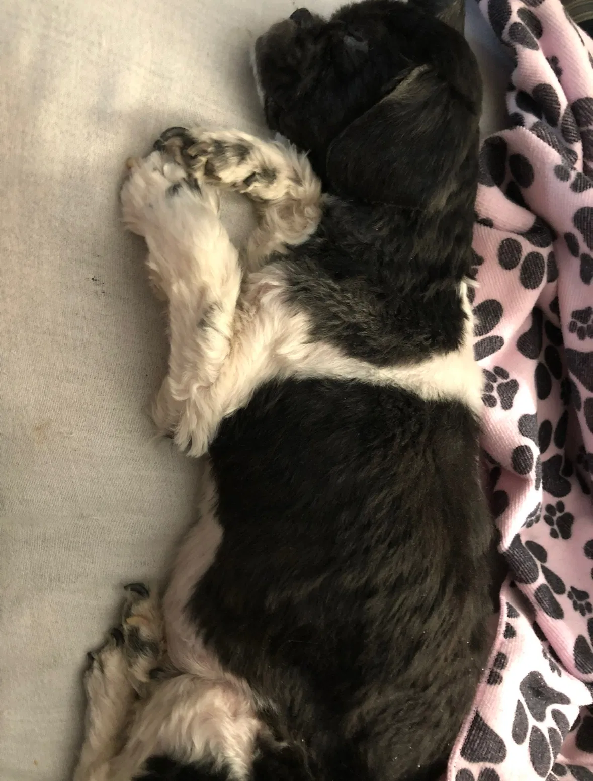Lost dog in Augusta, GA, 30904