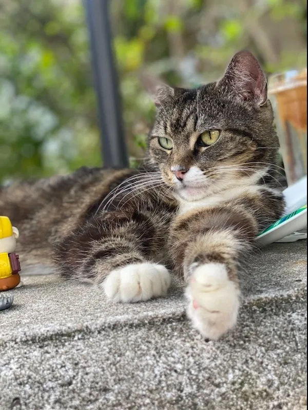 Lost cat in Boynton Beach, FL, 33426