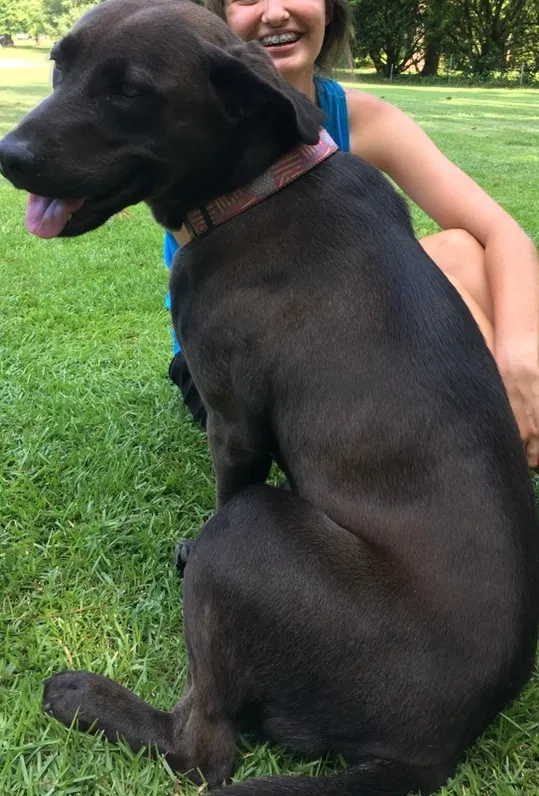 Lost dog in Clayton, NC, 27520