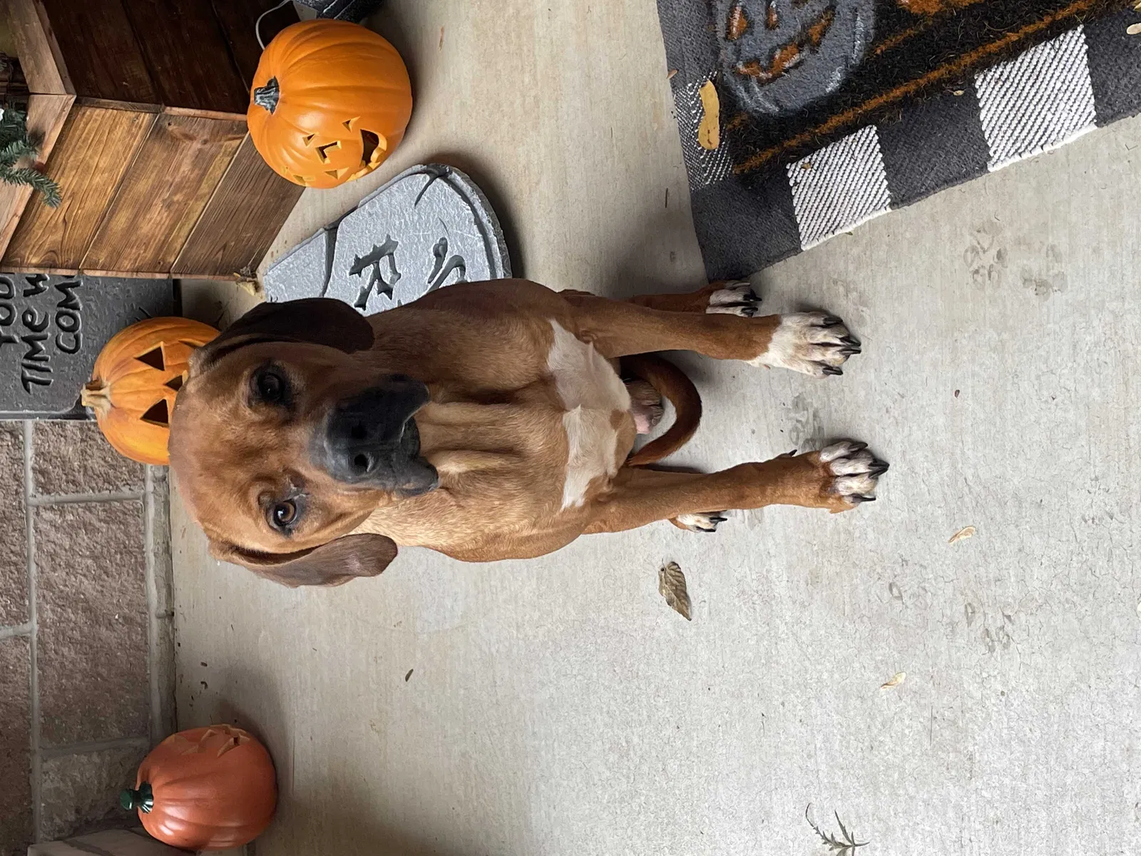 Found dog in Springfield, MO, 65810