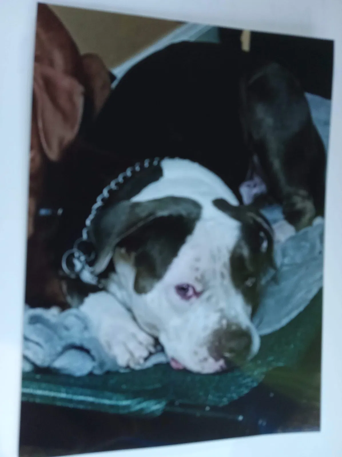 Lost dog in Fayetteville, NC, 28314