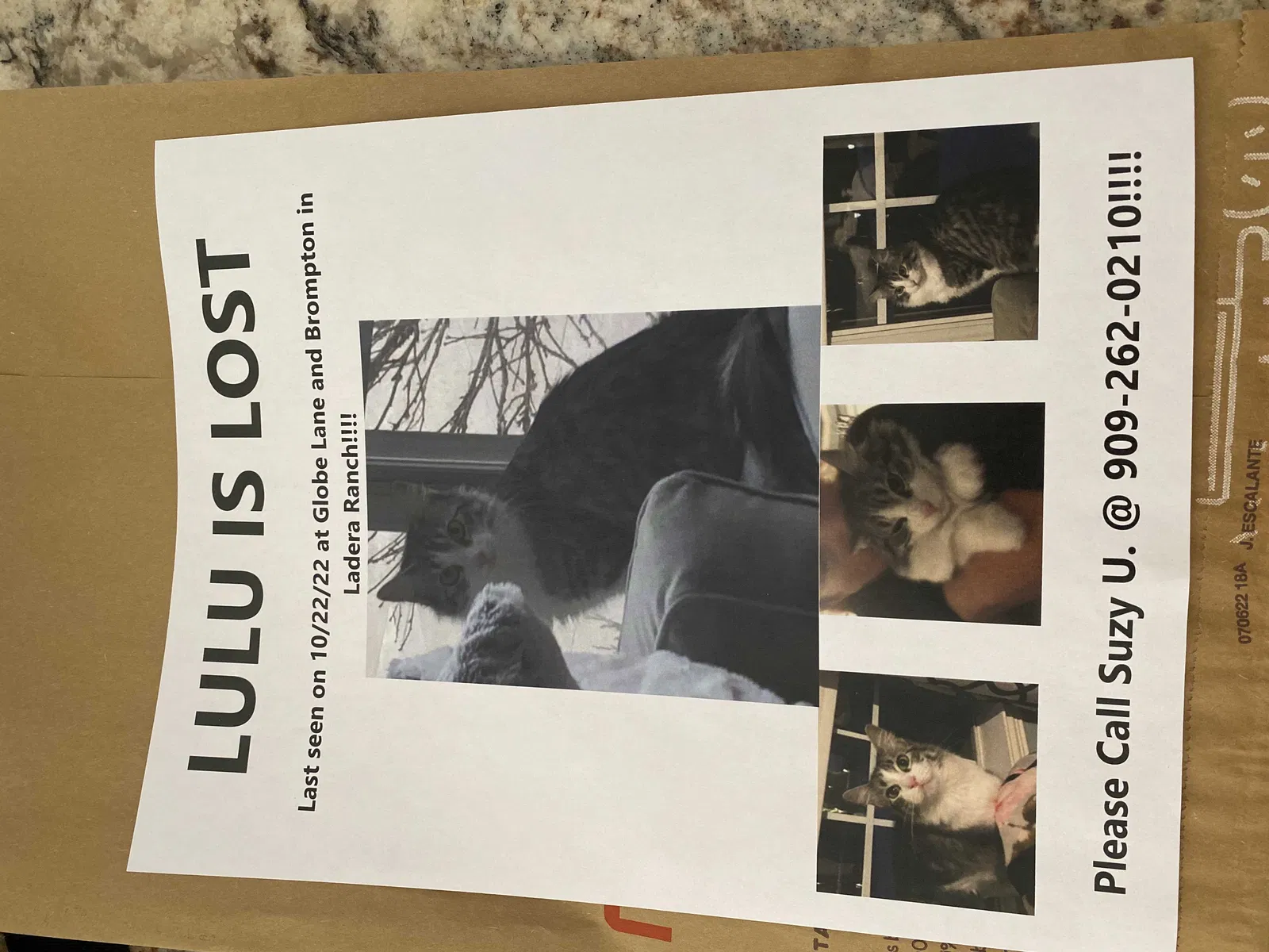 Lost cat in Ladera Ranch, CA, 92694