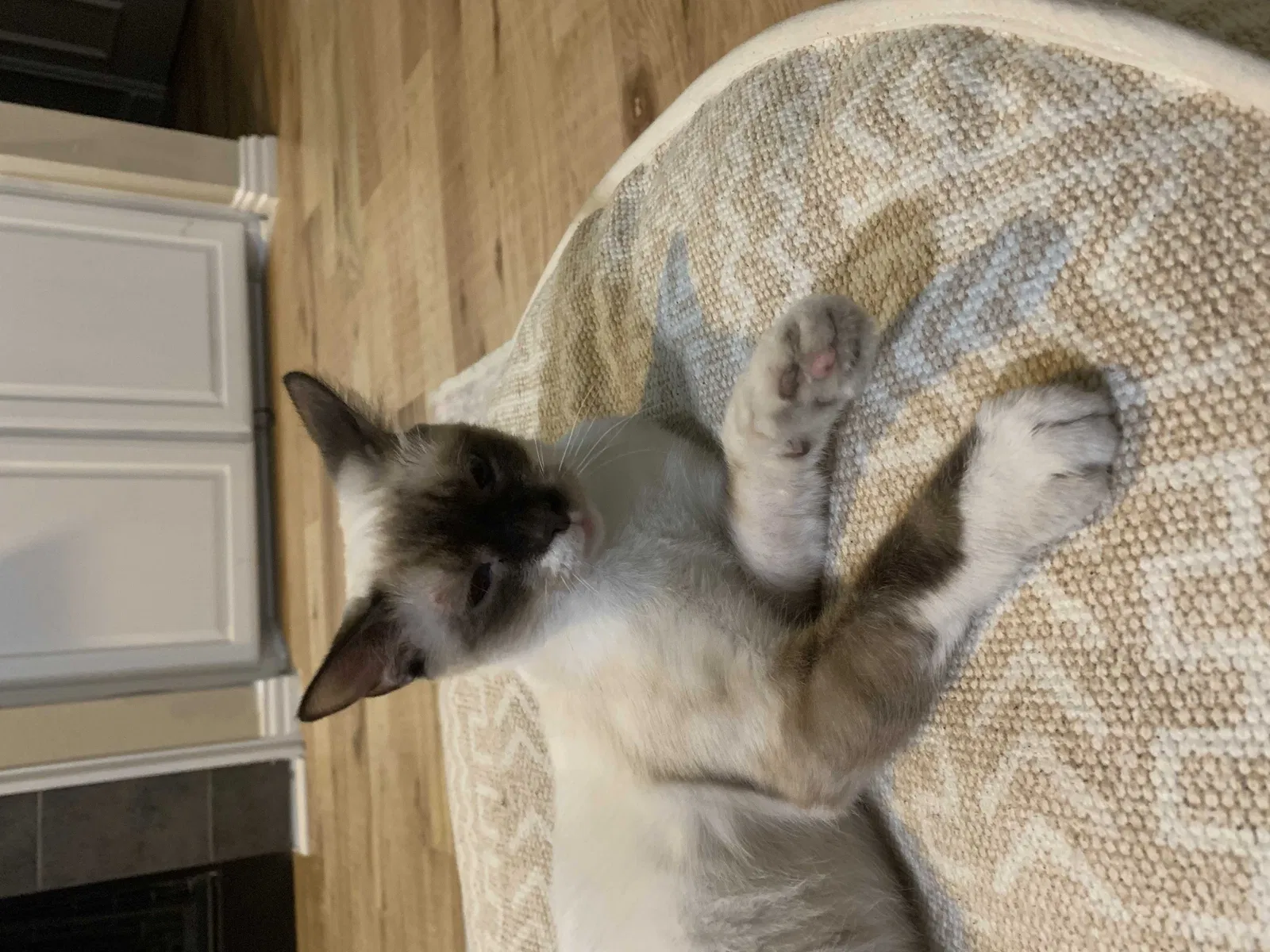 Lost cat in Allen, TX, 75002