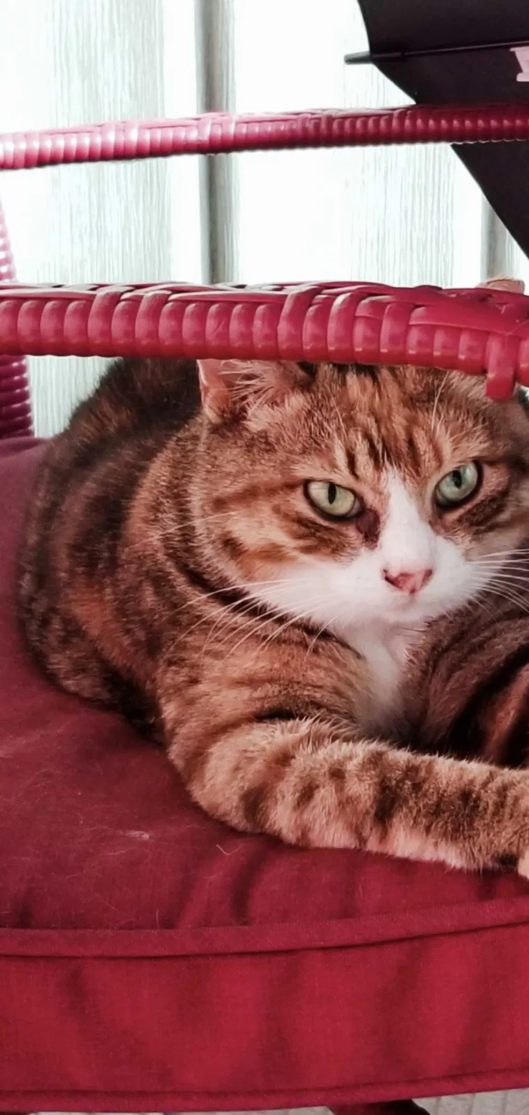 Lost cat in Tampa, FL, 33613