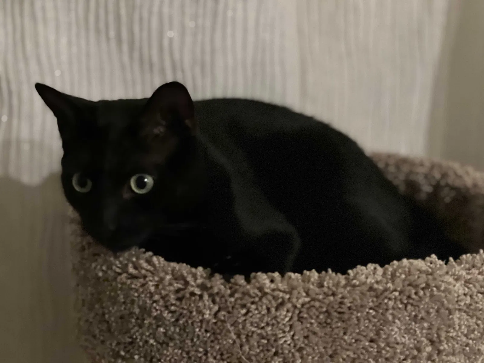 Lost cat in Mission Hills, CA, 91345