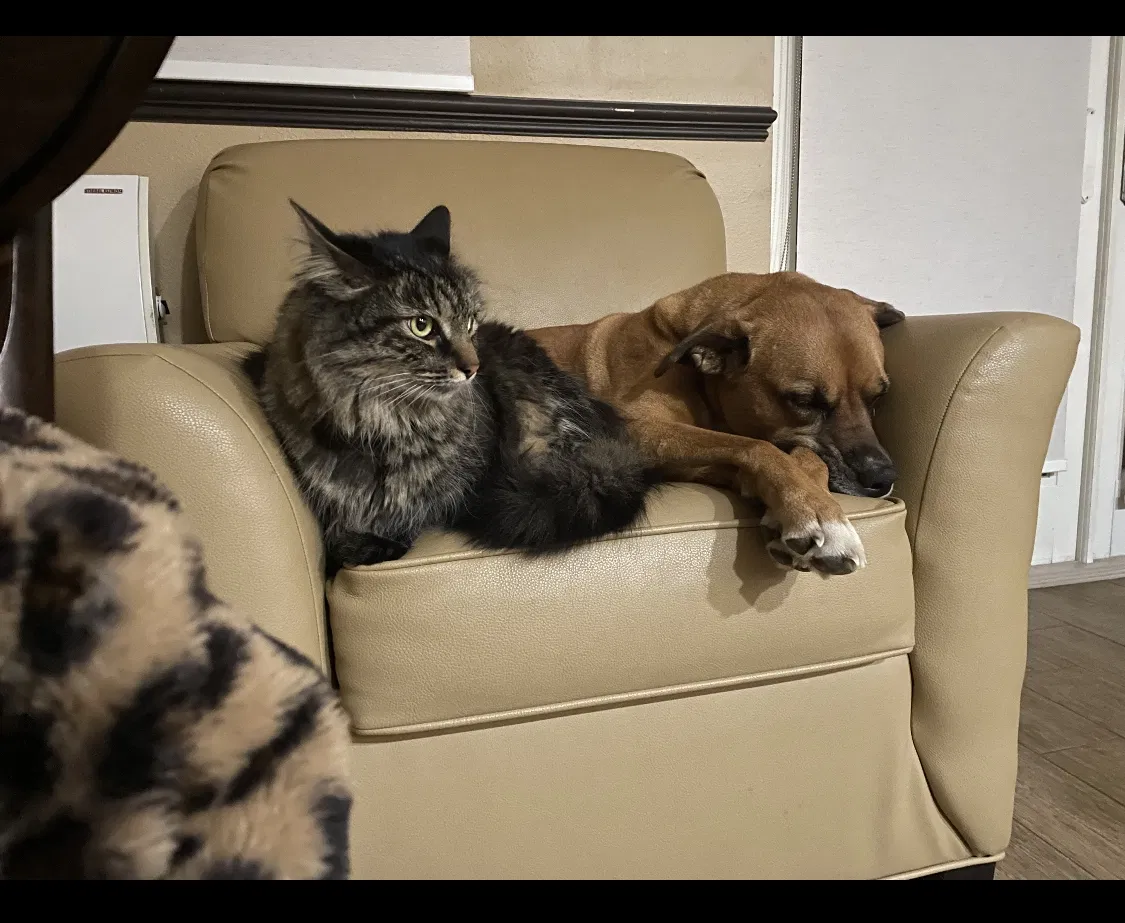 Lost cat in Kailua, HI, 96734