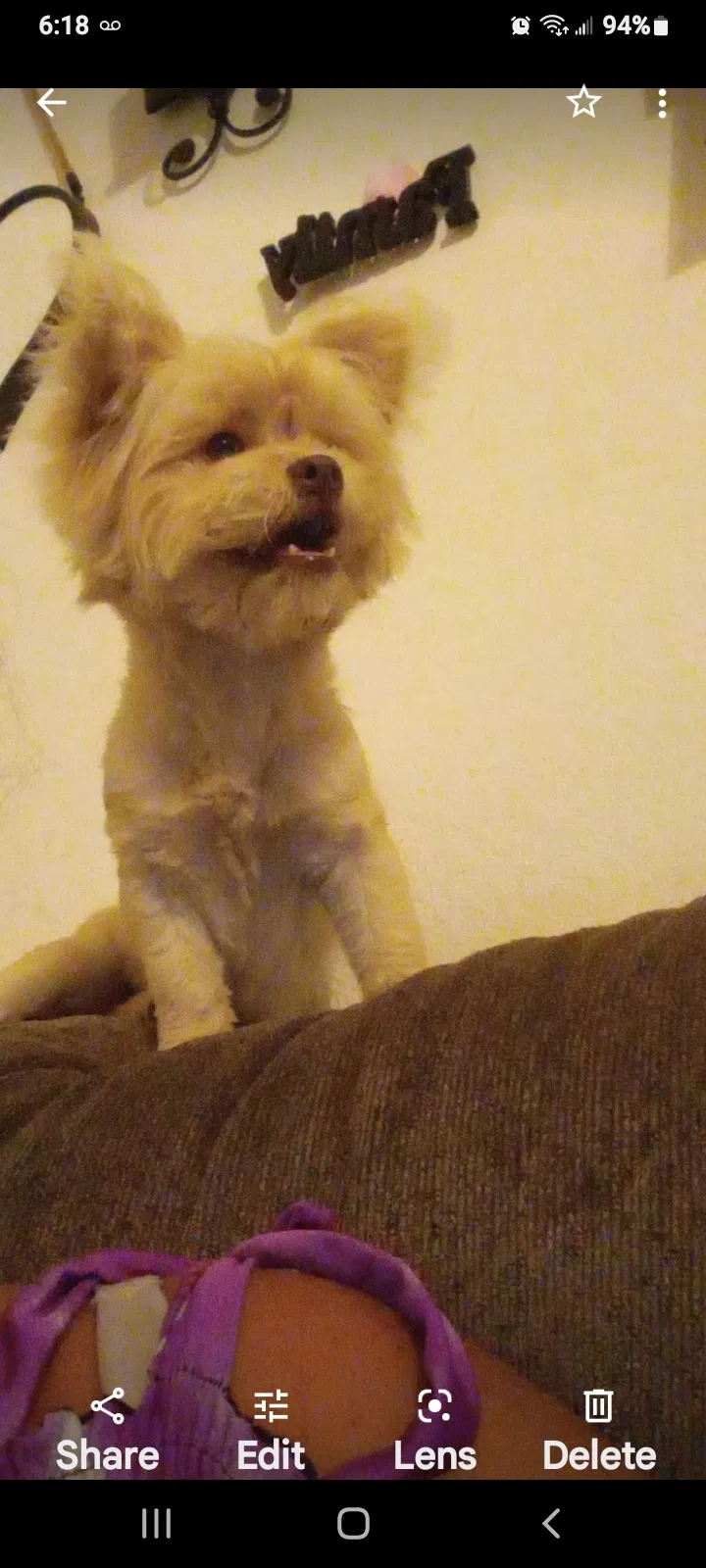 Lost dog in Oklahoma City, OK, 73130