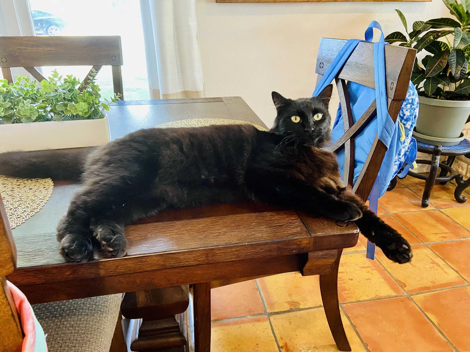 Lost cat in Cedar Park, TX, 78613