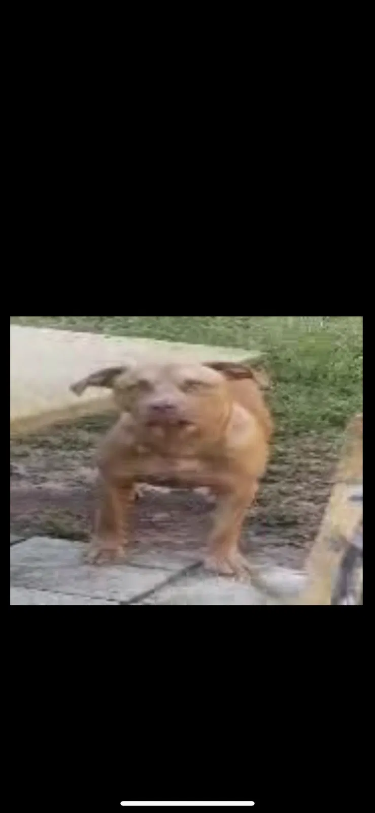 Lost dog in Pensacola, FL, 32505