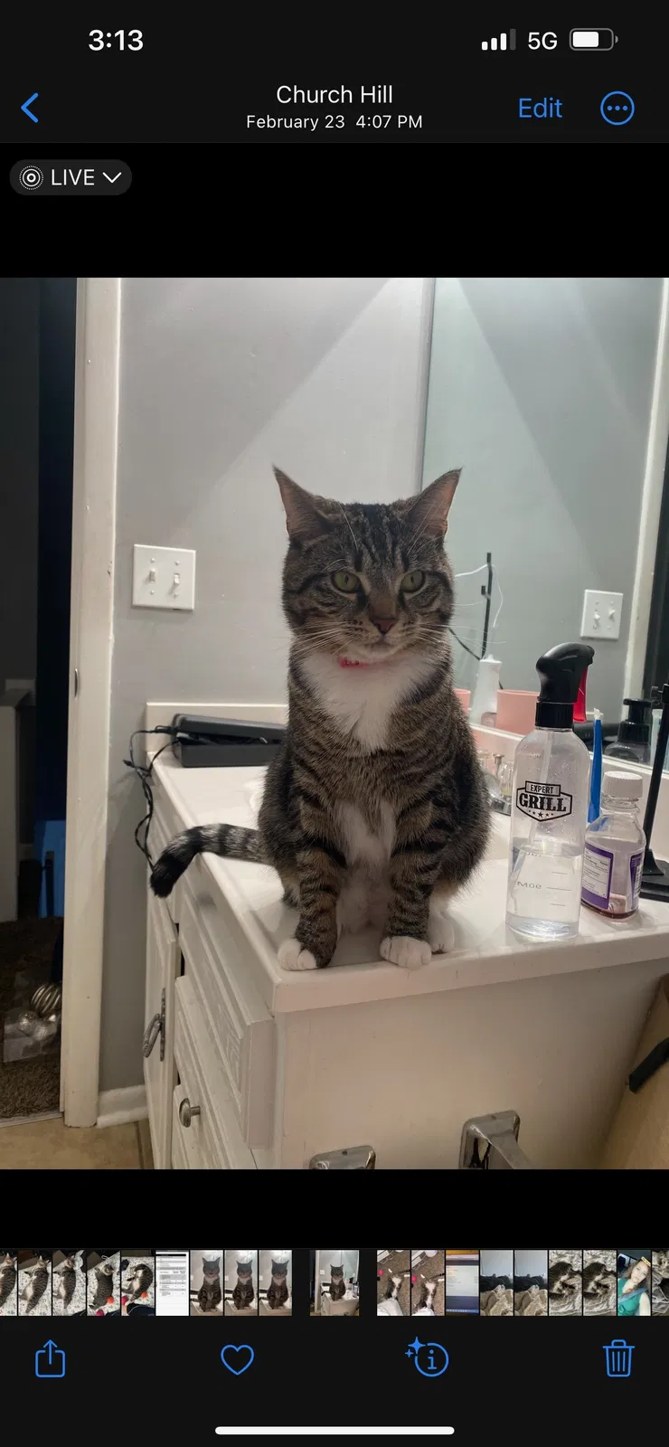 Lost cat in Kingsport, TN, 37664