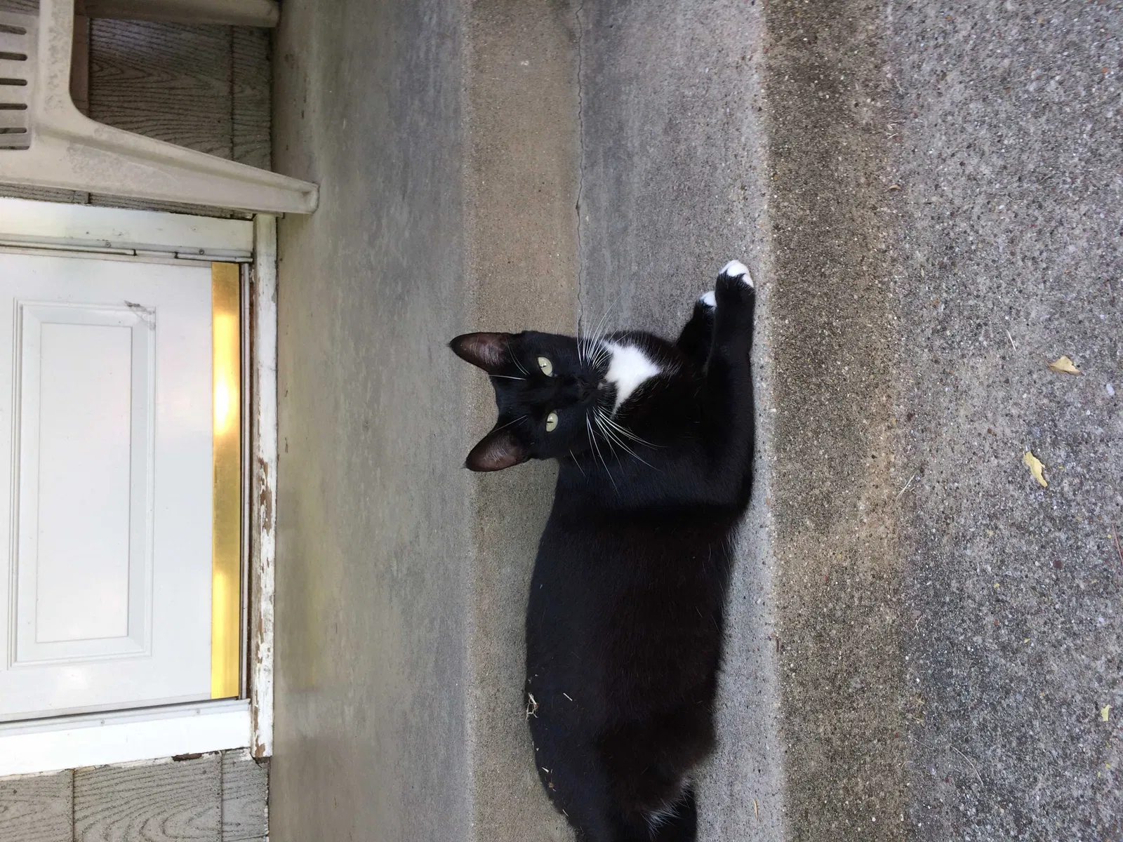 Lost cat in Hurst, TX, 76053