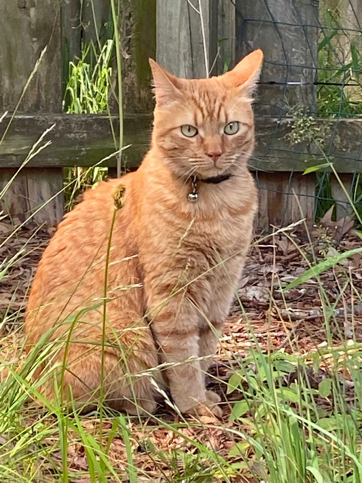 Lost cat in Newport News, VA, 23608