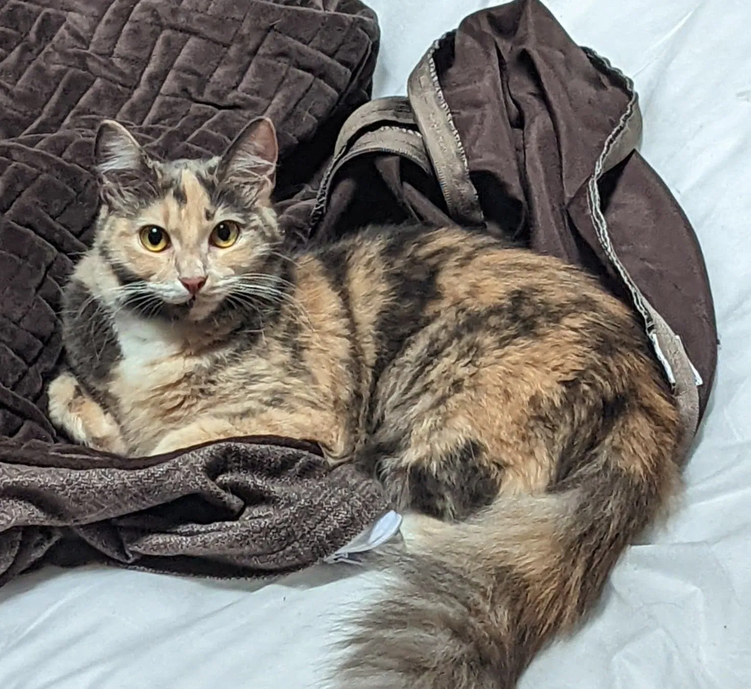 Lost cat in Olympia, WA, 98506