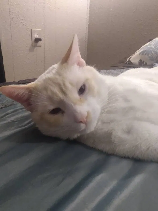 Lost cat in Blue Springs, MO, 64014
