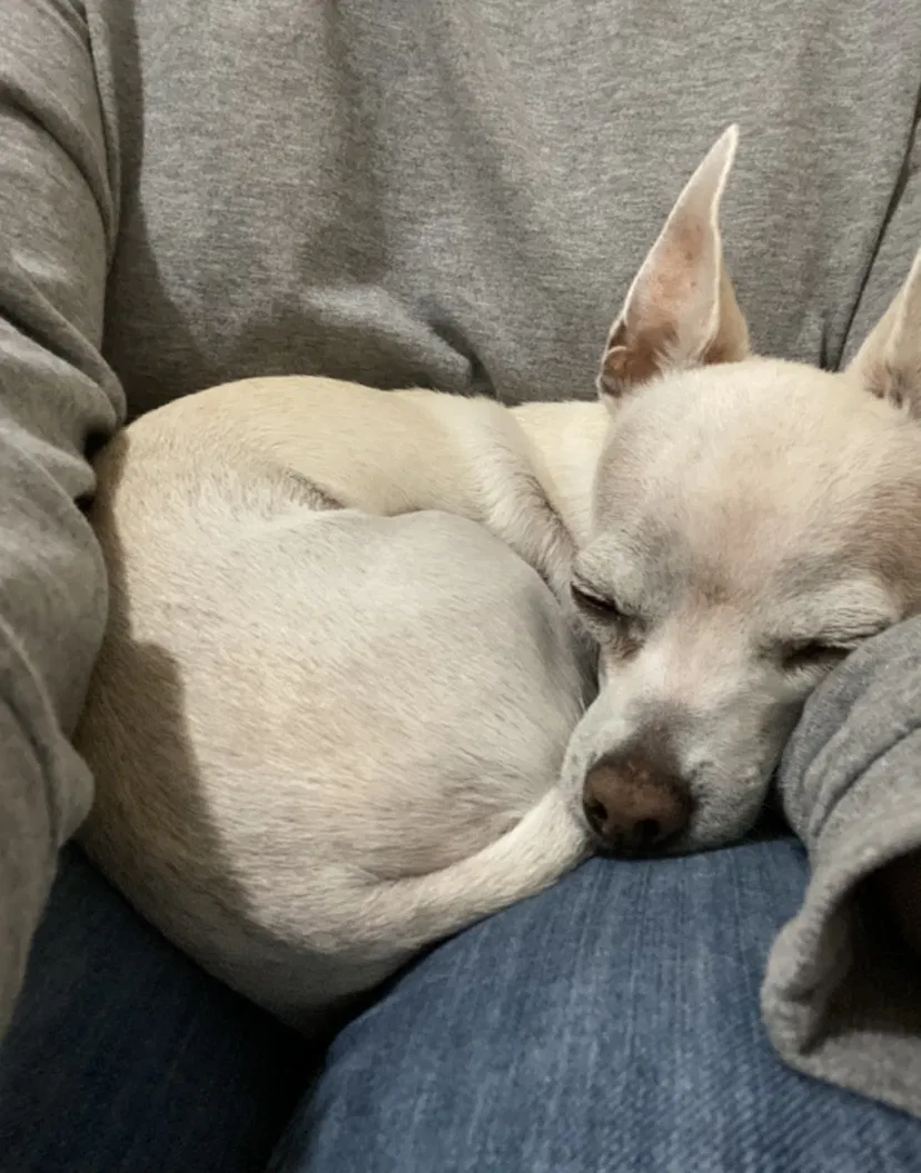 Lost dog in Howe, TX, 75459