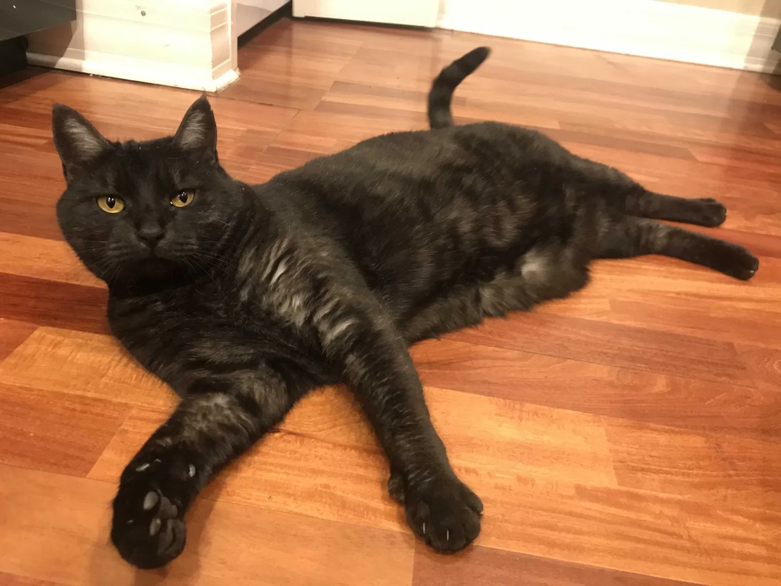 Lost cat in Phoenix, AZ, 85016