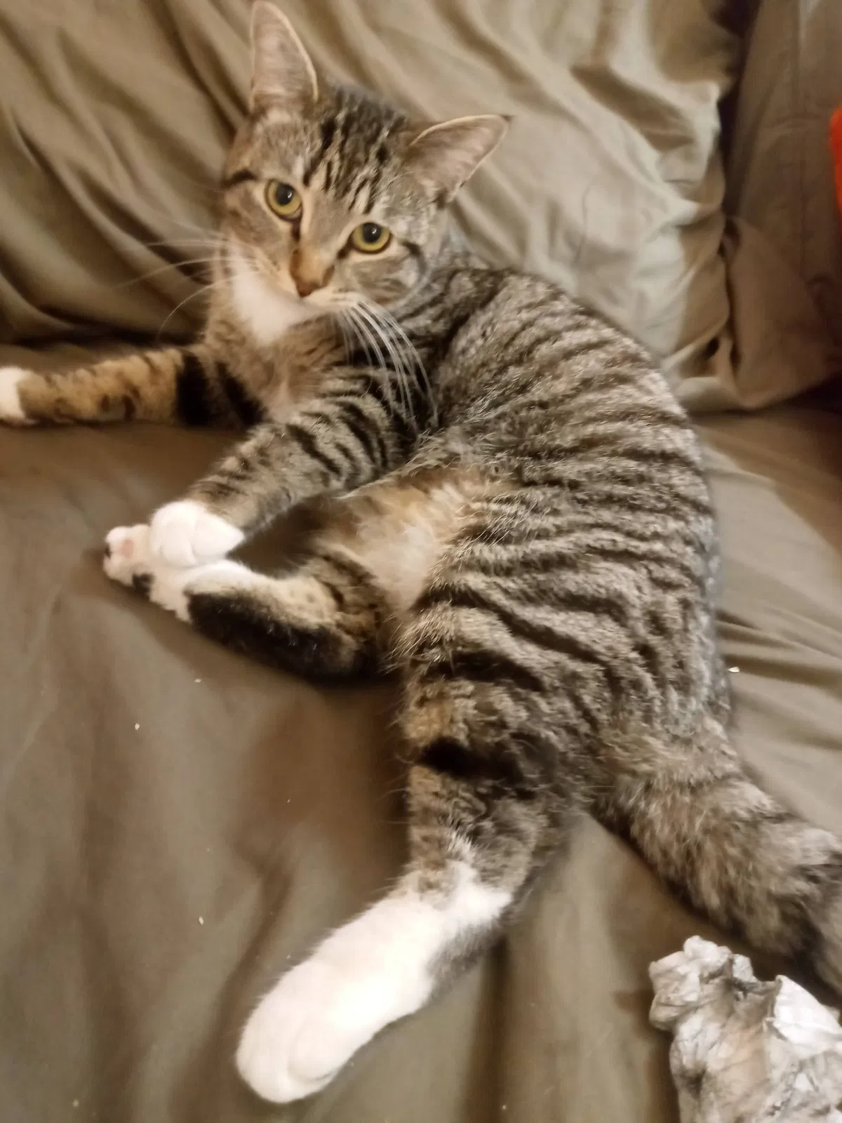 Lost cat in Fresno, CA, 93701