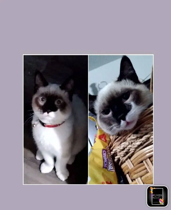 Lost cat in Rogersville, MO, 65742