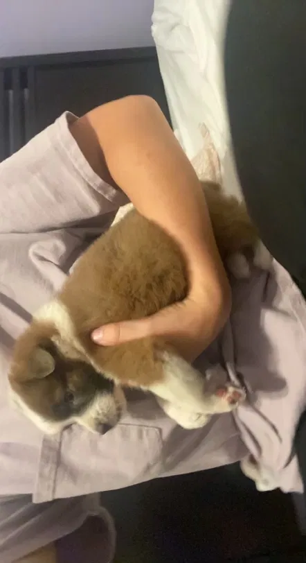 Found Dog