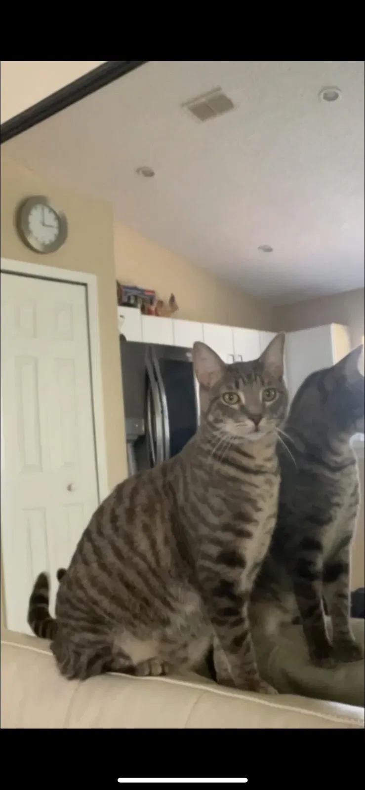 Lost cat in Ocoee, FL, 34761